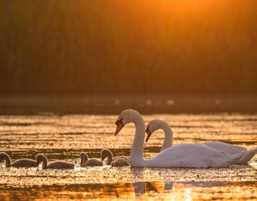 Delta Sălbatică. Proiecție specială la Timișoara, întâlnire cu regizorul Dan Dinu și invitație la concurs